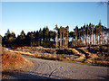 Forest road junction, Breasty Haw in Satterthwaite