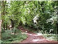 Trackway in Ashton Hill Plantation in BS41 9DA