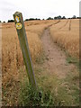Footpath through a field of Oats, Long Compton in CV36 5NY