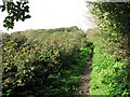 Narrow path through nettles and brambles in IP18 6PX