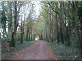 Footpath through a wood near Monkton Reservoir in CT12 4JP