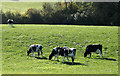 2010 : Holsteins near Balls Wood in BA11 5DW
