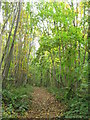Woodland track in Nor Wood in ME2 3UL