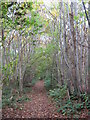 Footpath in Cobham Park Great Wood in ME2 3UL