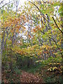 Autumn colours on the footpath in Great Wood in ME2 3UL