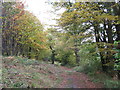 Woodland track in Birch Wood in ME2 3UL