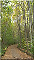Woodland Track in Great Wood in ME2 3UB