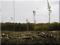Felled Trees in Stogarts and Drapers Wood in ME2 3UB