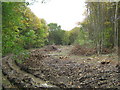 Wide woodland track in Great Wood in ME2 3UB