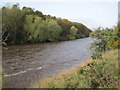 River Tyne, Corbridge in NE45 5RW