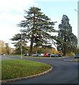 Tree-lined parking area, Oliphant Circle, Malpas, Newport in NP20 6NZ