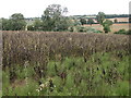 Broad beans near Long Compton in CV36 5JZ