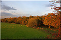 Autumn trees hide the line of the disused railway north from Byrom Lane in WA3 2GP