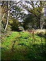 Footpath on Ranmore Common in RH5 6SR