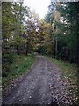 Forest track above Loch Faskally in PH16 5NE