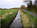 Swans and cygnet on the rhyne beside Drove Way, near Nye in BS24 6TL