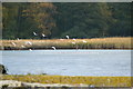 Brownsea Island Lagoon, Dorset in BH13 7RL