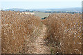 Crediton Hamlets: footpath through wheat field in EX17 5NR