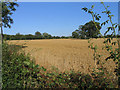 Field of wheat in Eastham in CH62 9AZ