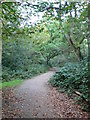 Path through woodland at East Sheen Common in TW10 6LF