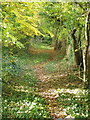 Footpath near Morgan's Vale in SP5 3QH