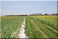 Footpath through oilseed rape in BN26 5RP