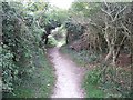 Path through the woods on Tennyson Down in PO39 0HZ