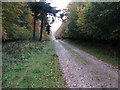 Broad Walk, forest track that stretches across four squares. in GU29 0DR