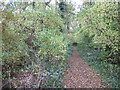 Woodland footpath in Bretton, Peterborough in PE3 8LA