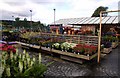 Plant tables in Snowdonia Garden Centre in LL28 5LS