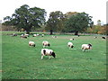 Sheep near New Park Farm, Bretton, Peterborough in Bretton