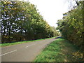 Trees on Castor Road near Milton Park in Castor