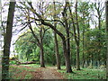 Woodland path from Bretton to Milton Park, Peterborough in PE3 9BT