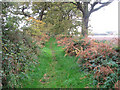 Autumnal colours on the Suffolk Coast Path in Covehithe