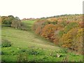 The valley of West Dipton Burn in NE46 2JU