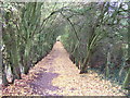 A carpet of golden leaves, Thorpe Wood, Peterborough in PE3 6RU