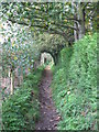 Footpath tree tunnel in RH5 4RA
