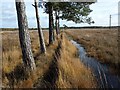 The path across Thursley Nature Reserve in GU8 6LN