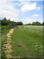Path along field margin in RG18 4NY