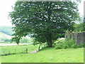 Colfen Nantcwmgwili Tree, Llanllawddog in Llanllawddog Community