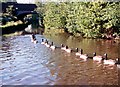 Trent and Mersey Canal at Bridge 80 (1997) in ST18 0JS