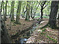 Cripsey Brook in Epping Forest in CM16 6LP