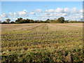 Stubble field north of Mill Lane in NR15 2AB