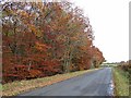Roadside wood at Scalebymoss Edge in CA6 6BU