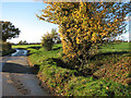 Autumnal trees beside Low Ditch Road, Alburgh in IP20 0BL