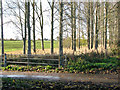 Poplars growing beside stream west of Payne's Hill in IP20 0DP
