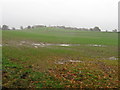Fields in November gloom, west of Mappleborough Green in B80 7DR