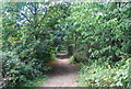 Footpath, Heusenstamm Wood, Haysden Country Park in TN11 9FB