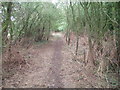 Woodland track in MK43 7NB