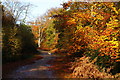 Path in Epping Forest, Essex in IG10 1LP